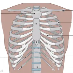 Anatomia klatki piersiowej: mostek, obojczyk i żebra. Widoczne są żebra prawdziwe, fałszywe i wolne, połączone z kręgosłupem.