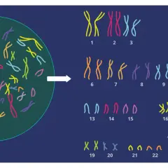 Ilustracja pokazuje, ile chromosomów ma człowiek: 23 pary, czyli łącznie 46.