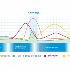 Wykres cyklu menstruacyjnego pokazujący zmiany poziomu hormonów: LH, FSH, estrogenu i progesteronu. Estradiol (estrogen) osiąga szczyt przed owulacją.