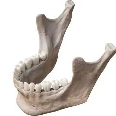 Anatomical model showing the human żuchwa with a full set of teeth, rendered in 3D.