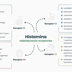 Schemat przedstawia działanie histaminy na receptory H1-H4, wpływając na zapalenie, reakcje alergiczne, trawienie i funkcje neurologiczne.