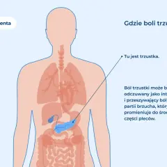 Anatomia człowieka z zaznaczoną trzustką. Ból trzustki odczuwany jest w górnej części brzucha, promieniując do pleców.