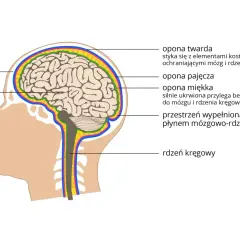 Przekrój głowy ukazujący mózg, rdzeń kręgowy i opony chroniące układ nerwowy.