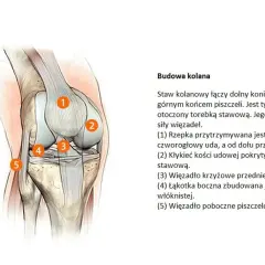 Anatomia kolana: szczegółowy rysunek przedstawia budowę stawu kolanowego z zaznaczonymi elementami: rzepką, kłykciem kości udowej, więzadłem krzyżowym przednim, łąkotką boczną i więzadłem pobocznym piszczelowym.