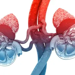 Anatomia nerek z widocznymi naczyniami krwionośnymi i nadnerczami.