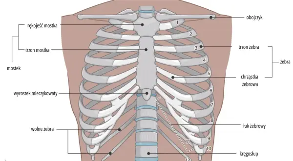 Anatomia klatki piersiowej: mostek, obojczyk i żebra. Widoczne są żebra prawdziwe, fałszywe i wolne, połączone z kręgosłupem.