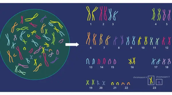 Ilustracja pokazuje, ile chromosomów ma człowiek: 23 pary, czyli łącznie 46.