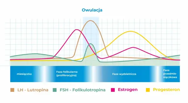 Wykres cyklu menstruacyjnego pokazujący zmiany poziomu hormonów: LH, FSH, estrogenu i progesteronu. Estradiol (estrogen) osiąga szczyt przed owulacją.