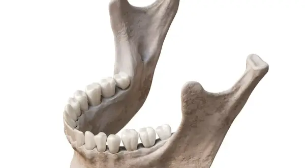 Anatomical model showing the human żuchwa with a full set of teeth, rendered in 3D.