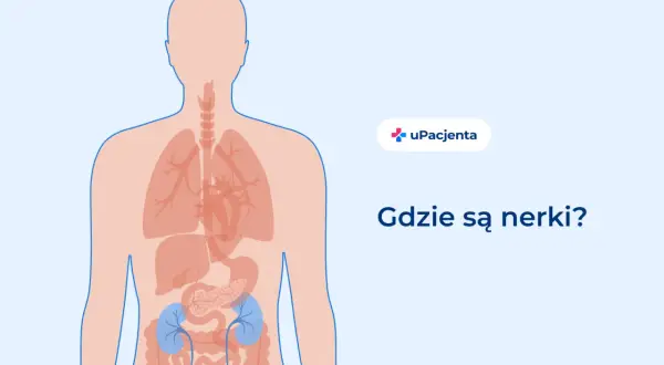 Ilustracja anatomiczna człowieka z zaznaczonymi nerkami. Pytanie "Gdzie są nerki?" sugeruje, że może chodzić o ból nerek.