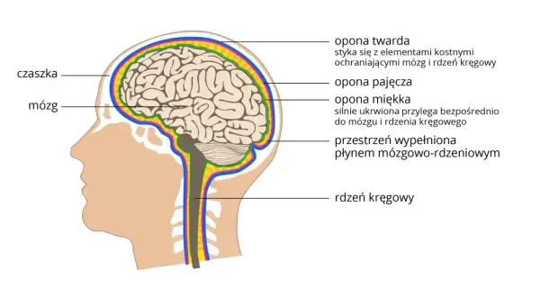 Przekrój głowy ukazujący mózg, rdzeń kręgowy i opony chroniące układ nerwowy.