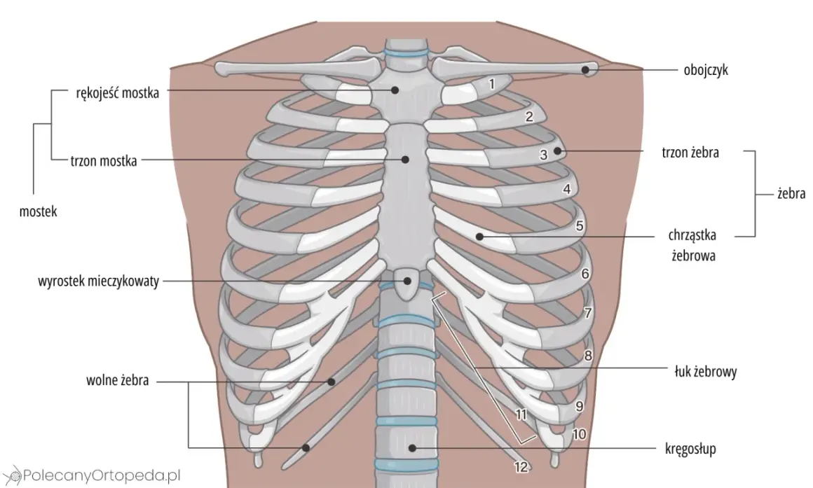 Anatomia klatki piersiowej: mostek, obojczyk i żebra. Widoczne są żebra prawdziwe, fałszywe i wolne, połączone z kręgosłupem.