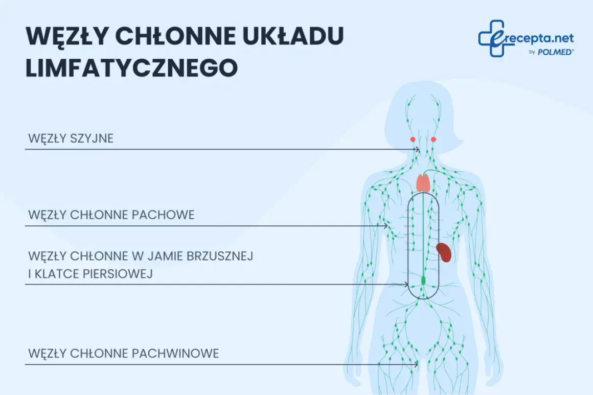 Schemat układu limfatycznego z zaznaczonymi węzłami chłonnymi szyjnymi, pachowymi, w jamie brzusznej i klatce piersiowej oraz pachwinowymi.
