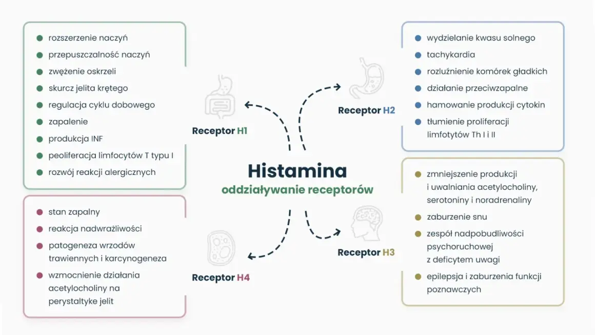 Schemat przedstawia działanie histaminy na receptory H1-H4, wpływając na zapalenie, reakcje alergiczne, trawienie i funkcje neurologiczne.