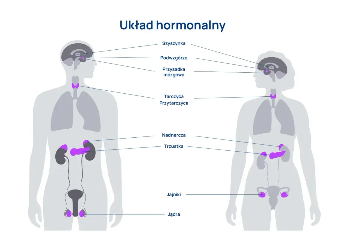 Schemat układu hormonalnego z zaznaczonymi gruczołami produkującymi hormony: szyszynka, podwzgórze, przysadka, tarczyca, przytarczyce, nadnercza, trzustka, jajniki i jądra.