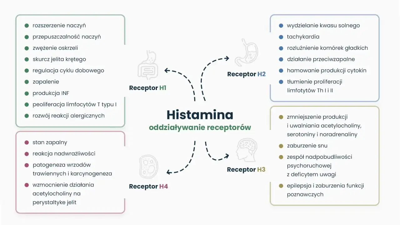 Histamina - kiedy pomaga, a kiedy szkodzi? Alergia czy nietolerancja?