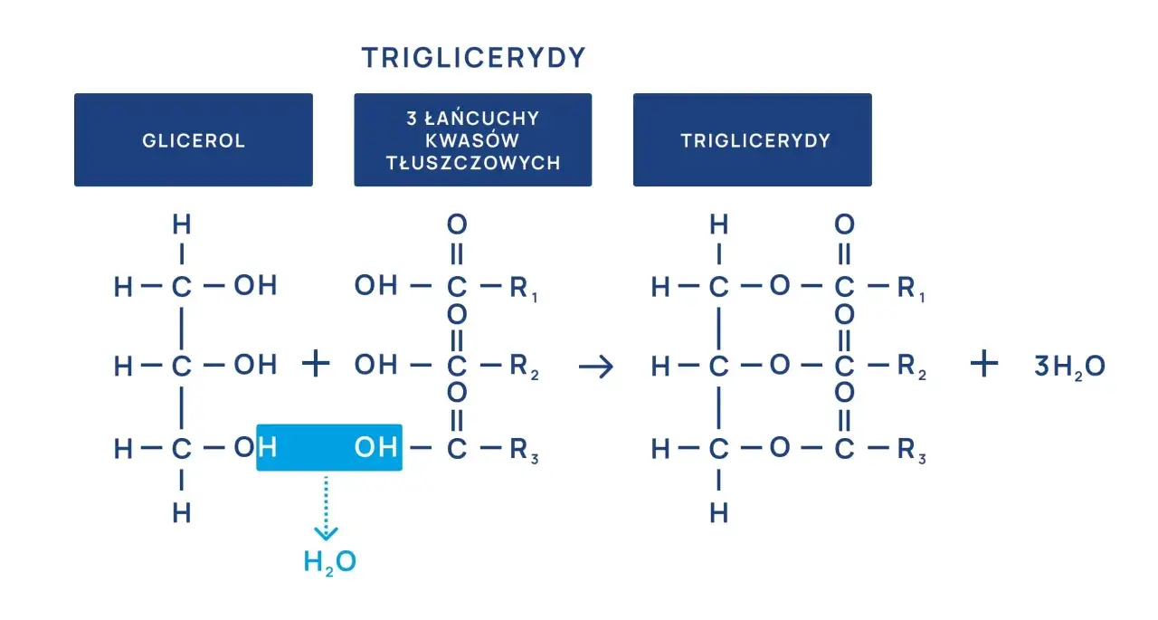 Schemat syntezy triglicerydów. Wysokie triglicerydy mogą być problemem, ale ten schemat pokazuje ich budowę.
