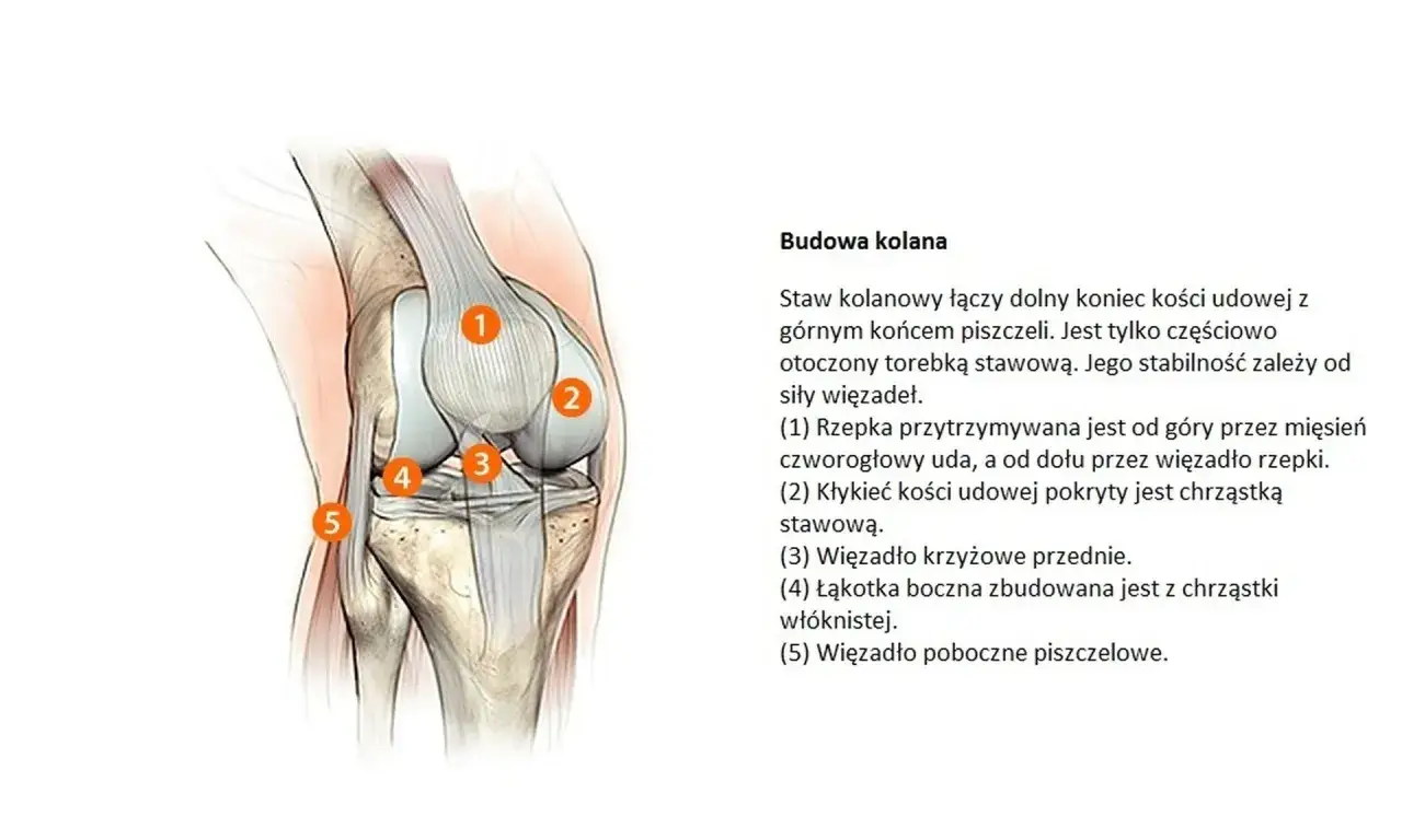 Anatomia kolana: szczegółowy przekrój stawu kolanowego z zaznaczonymi elementami: rzepką, kłykciem kości udowej, więzadłem krzyżowym przednim, łąkotką boczną i więzadłem pobocznym piszczelowym.