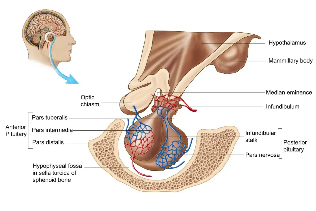 Anatomia przysadki mózgowej: przednia i tylna część, podwzgórze, skrzyżowanie wzrokowe.