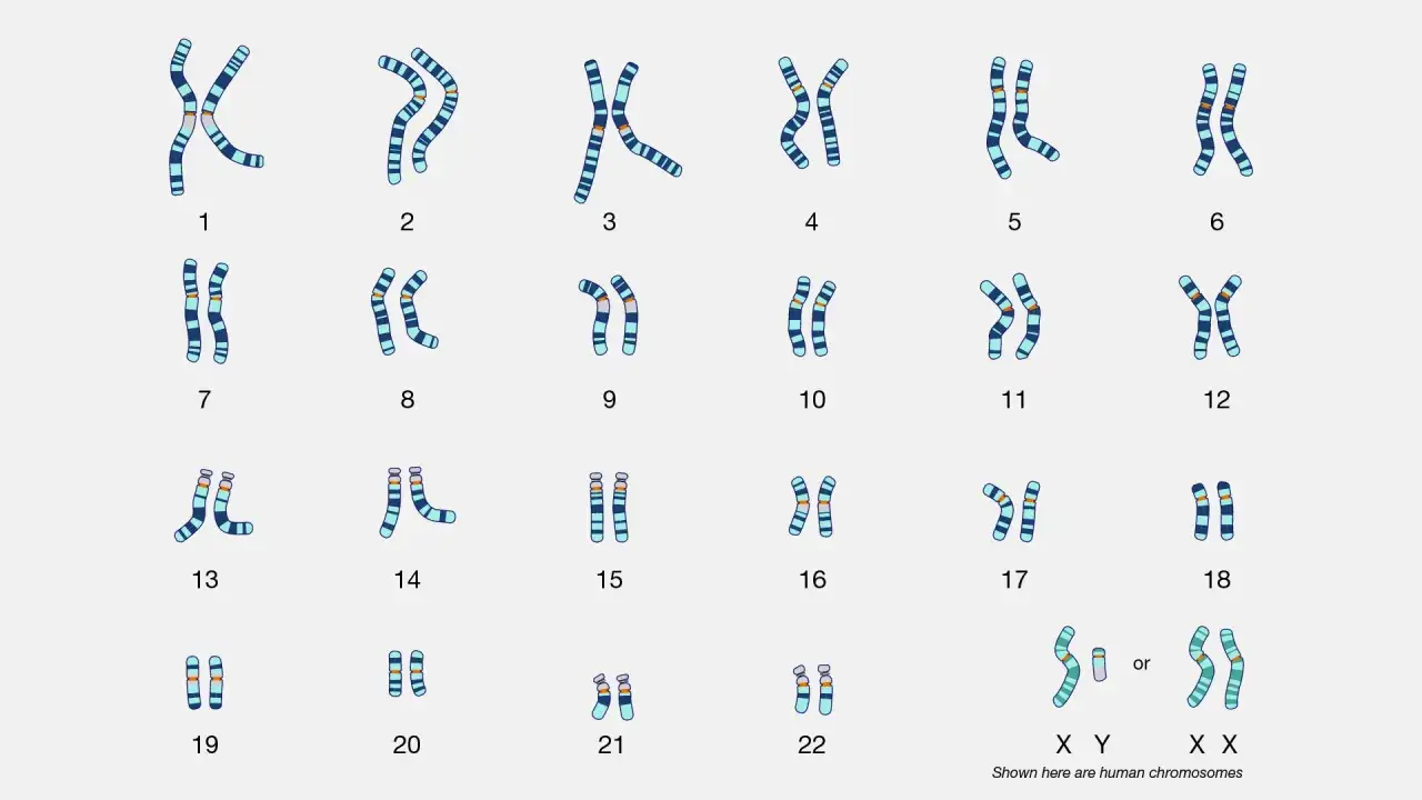 Kariotyp człowieka: 22 pary autosomów i 2 chromosomy płci (XX lub XY) pokazują, ile chromosomów ma człowiek.