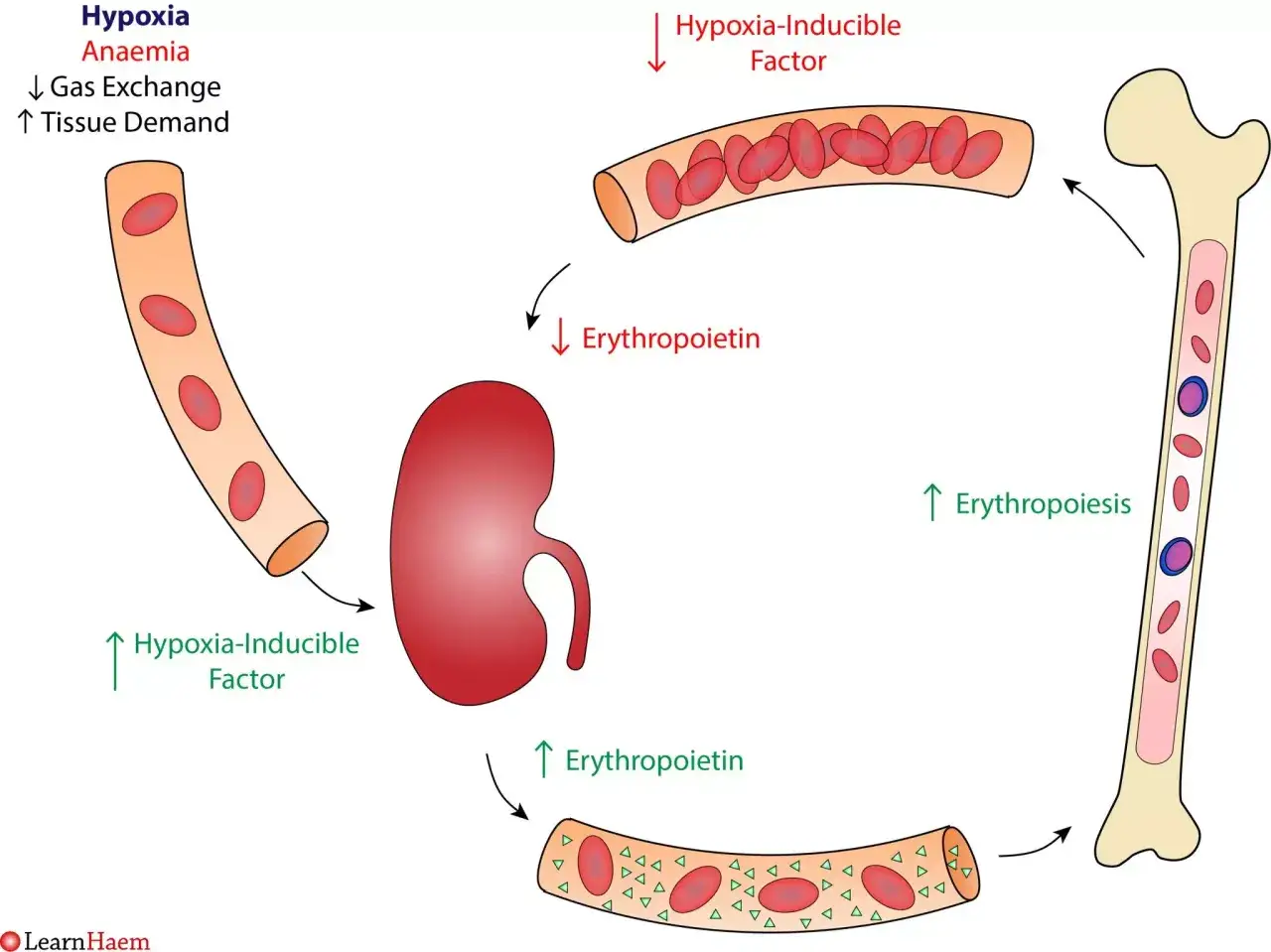 Niedotlenienie i anemia stymulują produkcję erytropoetyny (epo) w nerkach, co prowadzi do erytropoezy w szpiku kostnym.