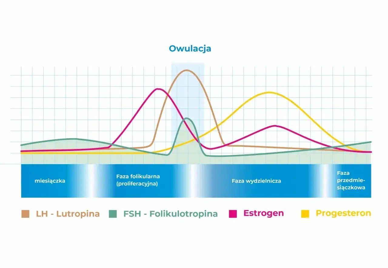 Wykres cyklu menstruacyjnego pokazujący zmiany poziomu hormonów: LH, FSH, estrogenu i progesteronu. Estradiol (estrogen) osiąga szczyt przed owulacją.