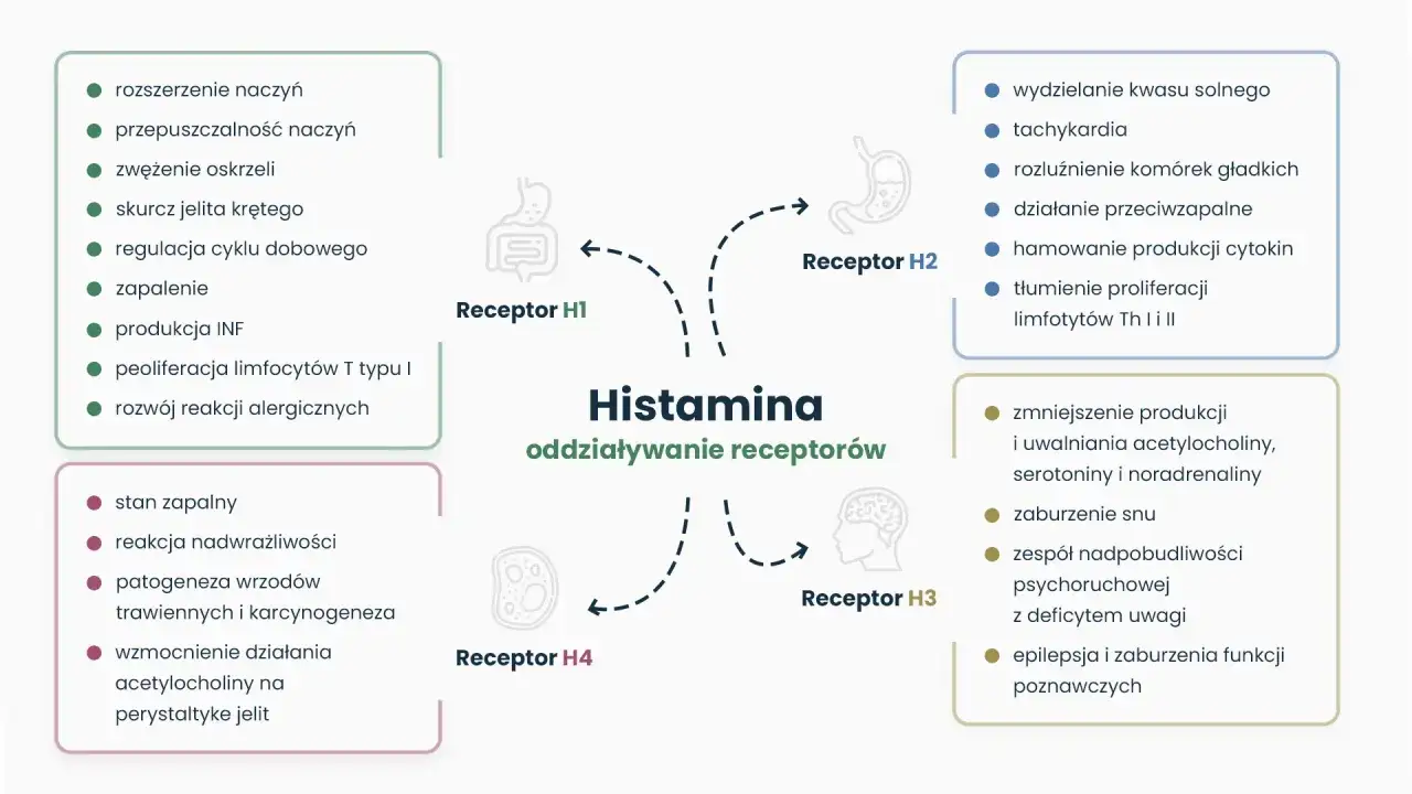 Schemat przedstawia działanie histaminy na receptory H1-H4, wpływając na zapalenie, reakcje alergiczne, trawienie i funkcje neurologiczne.