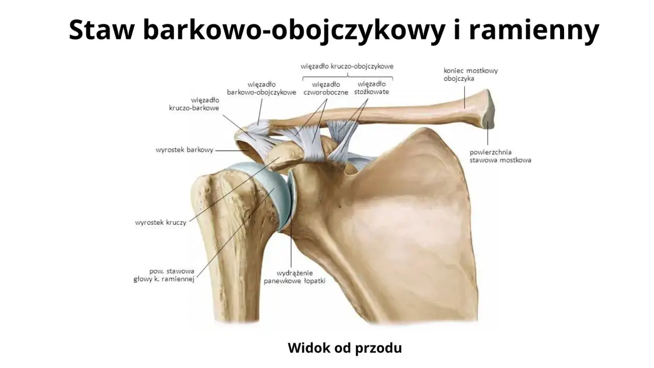 Anatomia stawu barkowego: obojczyk, łopatka i kość ramienna z więzadłami. Widok od przodu.