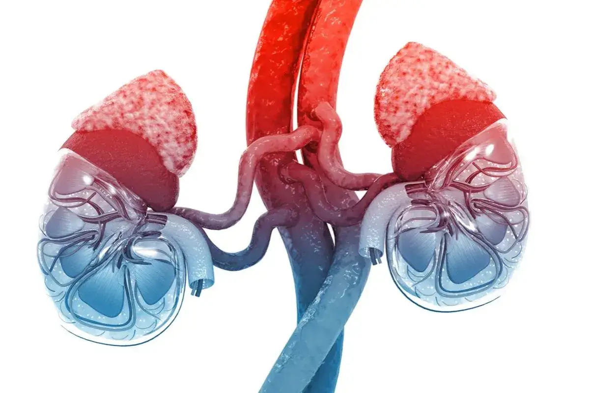Anatomia nerek z widocznymi naczyniami krwionośnymi i nadnerczami.