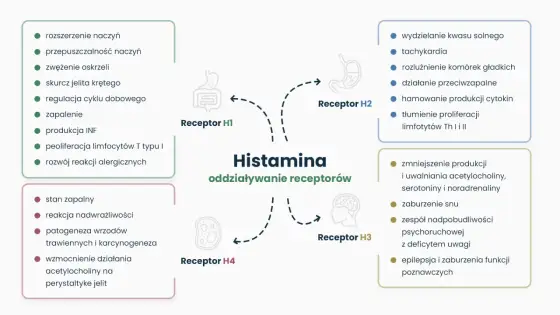 Histamina - kiedy pomaga, a kiedy szkodzi? Alergia czy nietolerancja?