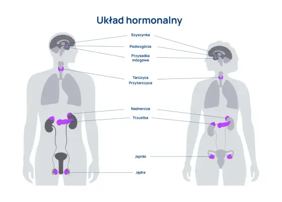 Hormony w organizmie - jak działają i kiedy badać ich poziom?