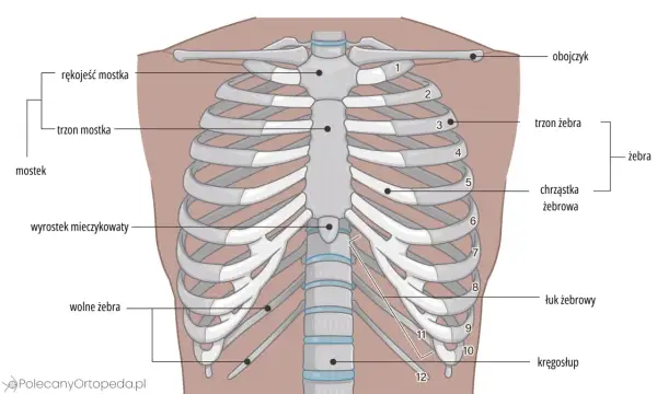 Anatomia klatki piersiowej: mostek, obojczyk i żebra. Widoczne są żebra prawdziwe, fałszywe i wolne, połączone z kręgosłupem.