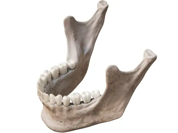 Anatomical model showing the human żuchwa with a full set of teeth, rendered in 3D.