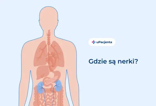 Ilustracja anatomiczna człowieka z zaznaczonymi nerkami. Pytanie "Gdzie są nerki?" sugeruje, że może chodzić o ból nerek.