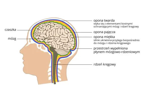 Przekrój głowy ukazujący mózg, rdzeń kręgowy i opony chroniące układ nerwowy.