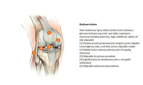 Anatomia kolana: szczegółowy rysunek przedstawia budowę stawu kolanowego z zaznaczonymi elementami: rzepką, kłykciem kości udowej, więzadłem krzyżowym przednim, łąkotką boczną i więzadłem pobocznym piszczelowym.